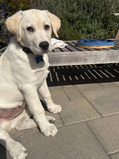 Handmade Slow Feeder Pet Food Bowls: Ceramic Wheel-Thrown Pottery Made in CA