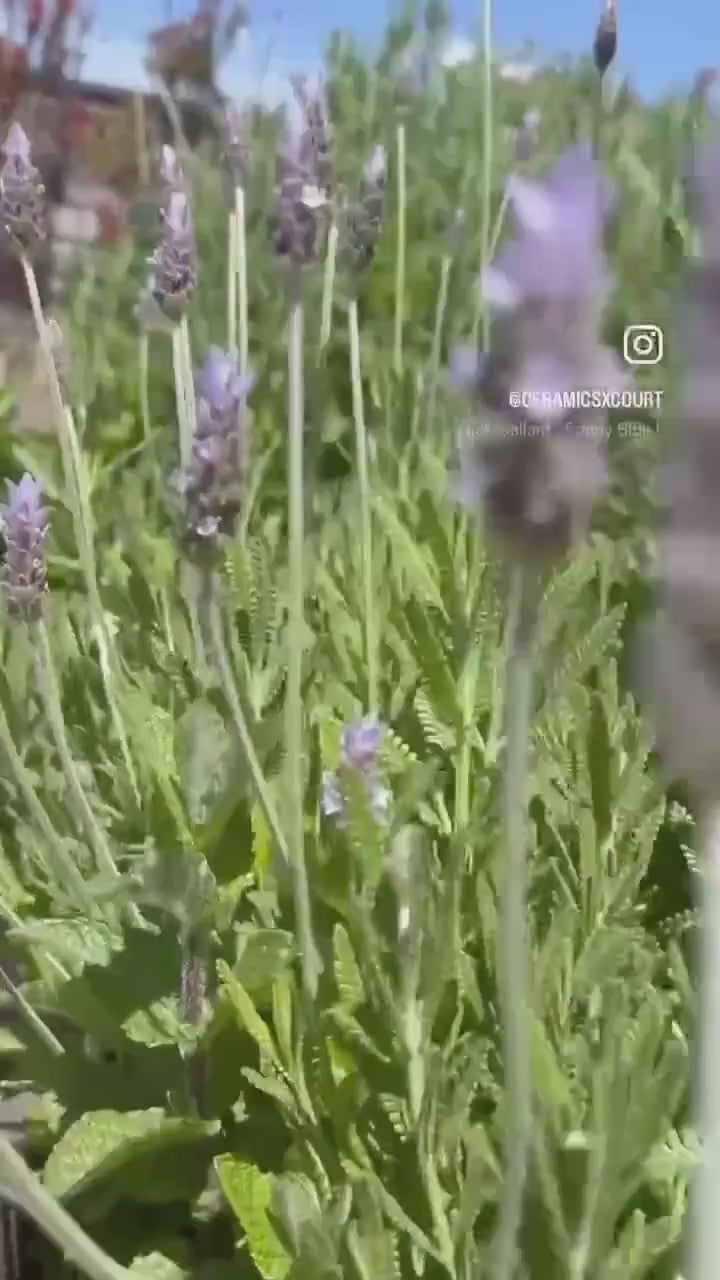 Vases with Pressed and Hand-Painted Lavender and Herbs Plant Impressions